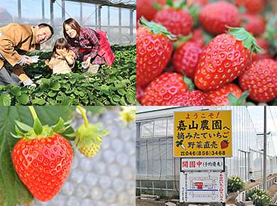 嘉山農園　いちご狩りチケット
