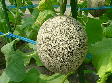 熊本県産　毛利和友さんの立体栽培タカミメロン　2玉