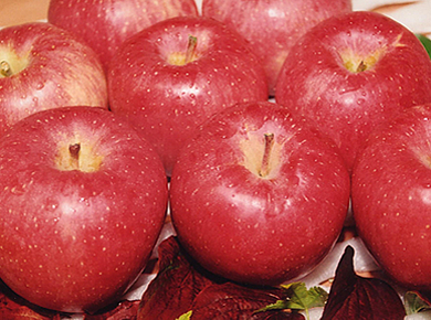 長野・志賀高原産りんご　サンふじ　3kg