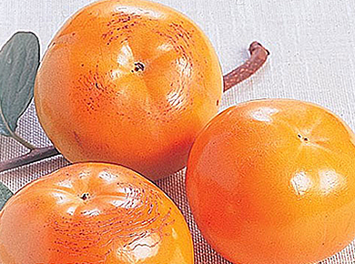 熊本県産　完全甘柿　太秋柿　約3.5kg