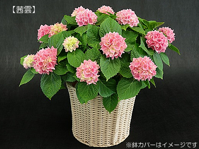 アジサイ 5号サイズ