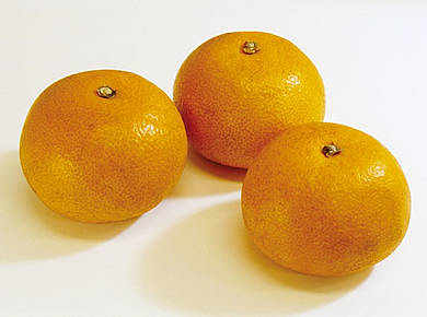 木成り八朔　約5kg